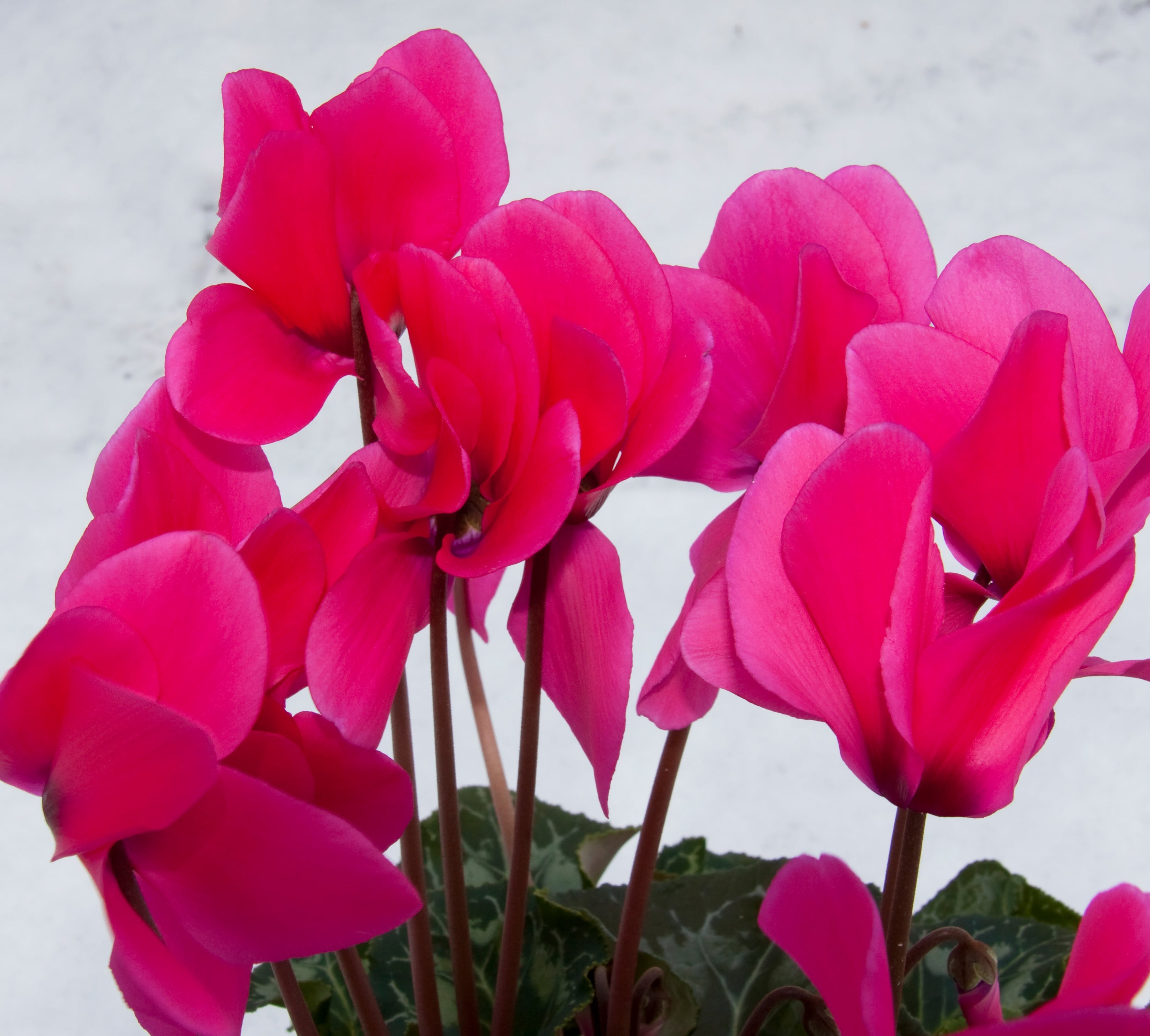 Ciclamino rosa in fiore