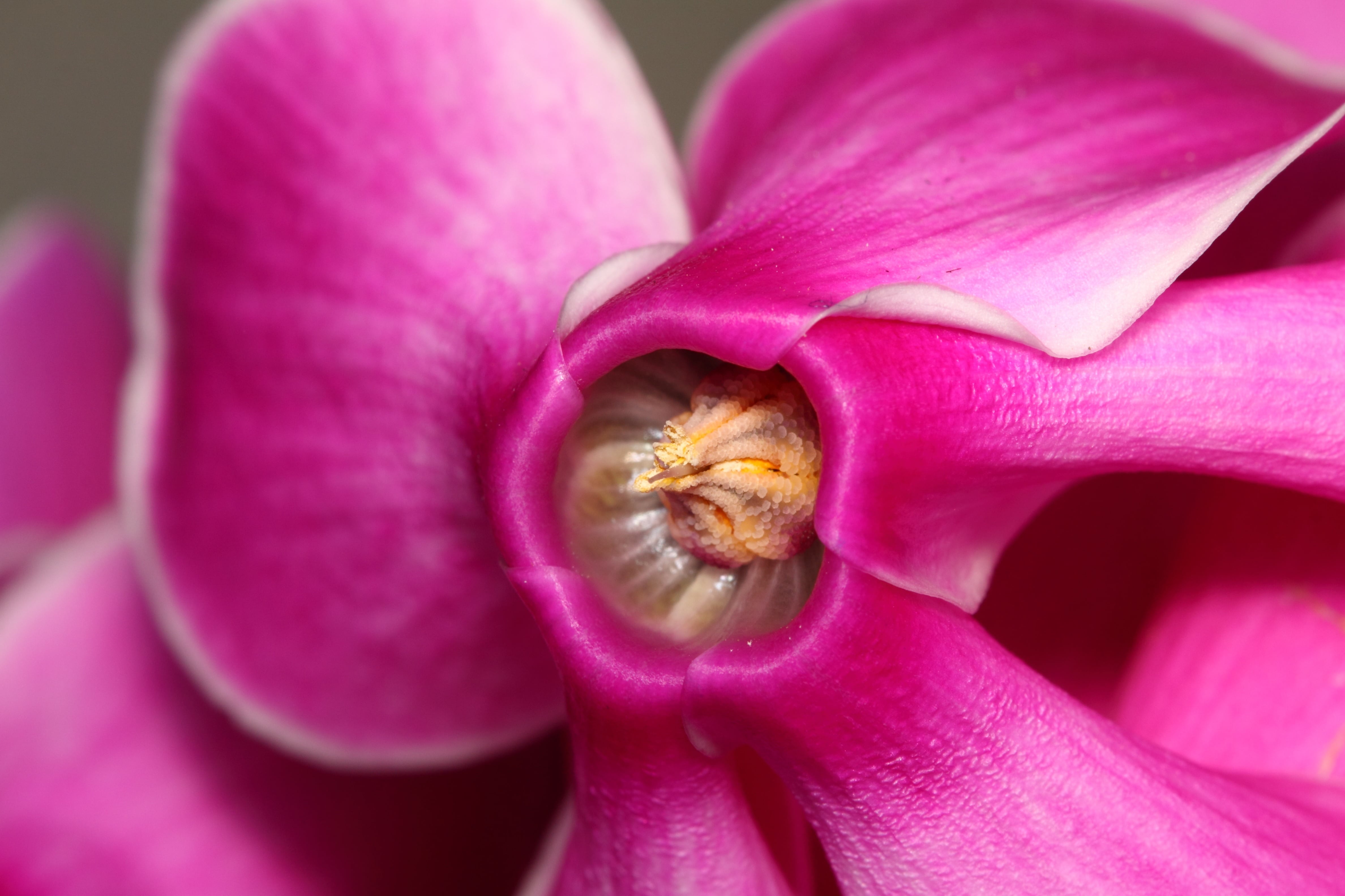 Primo piano del fiore di ciclamino