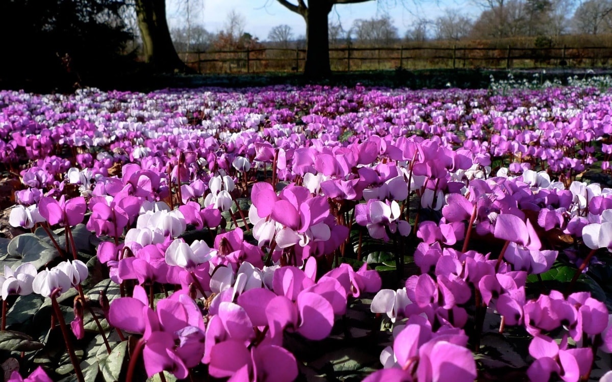 Piantagione di ciclamino in fiore