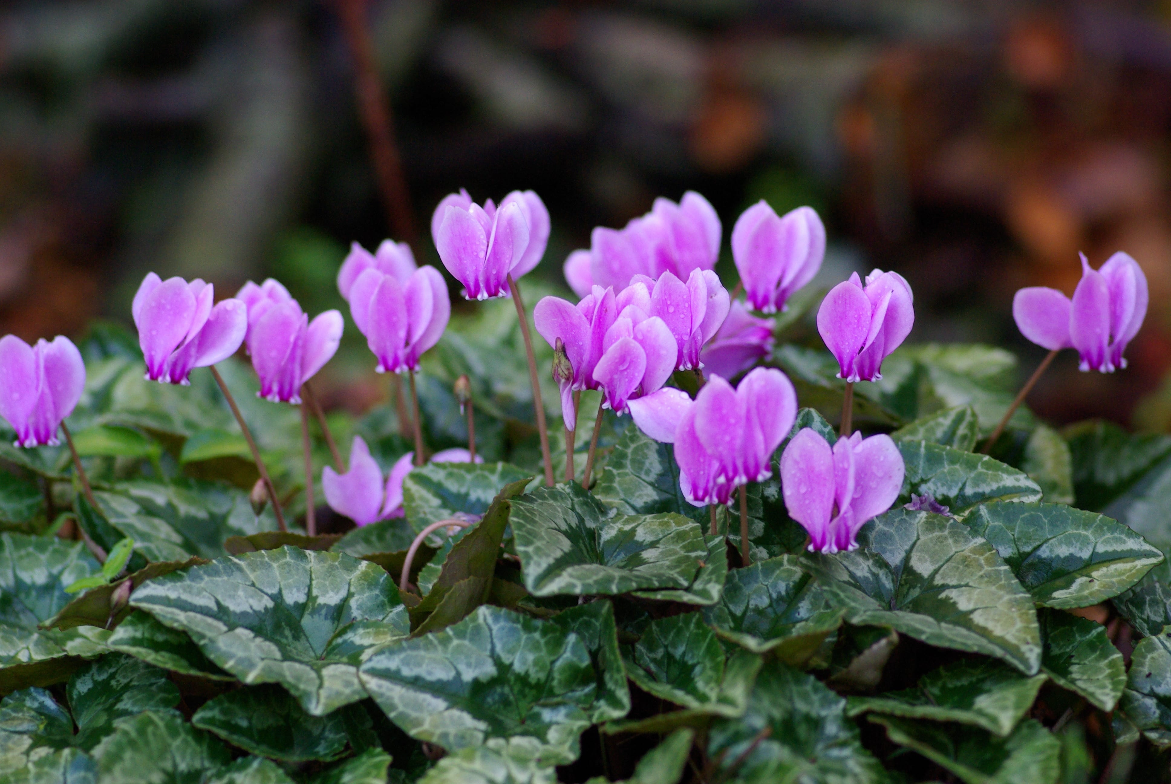 Fioritura lilla di ciclamino