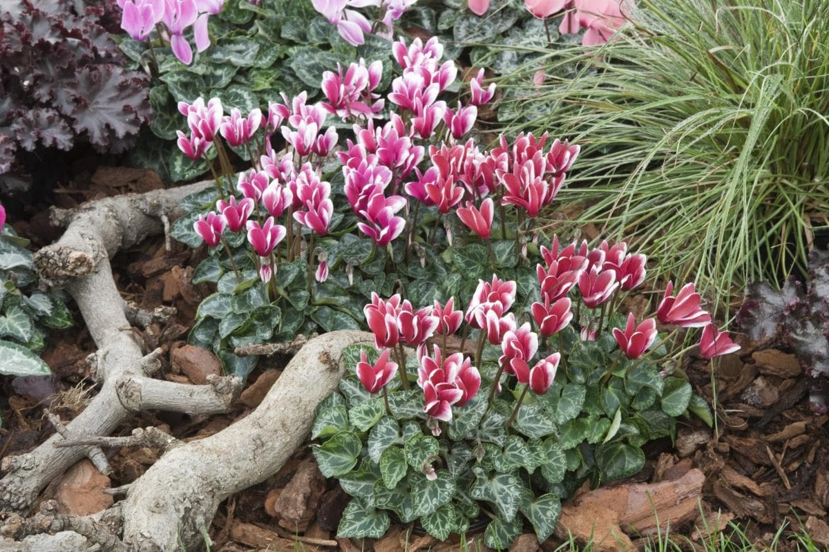 La combinazione di bianco e rosso sui petali di ciclamino