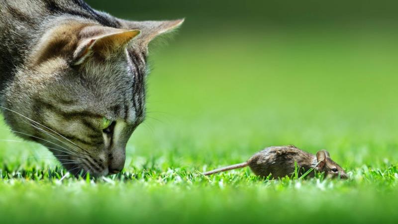 kedi kovucu fareyi avlayan gri bir kedi