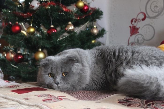 „Cocooning“ atmosfera Kalėdoms su pilka katė priešais klasikinį dekoruotą raudonos ir auksinės spalvos ornamentą