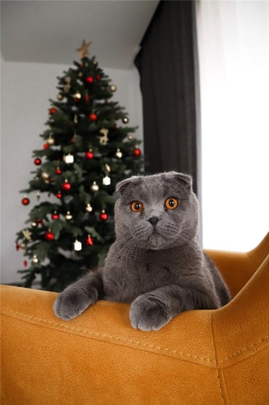 gražus Kalėdų vaizdas, juokingi Kalėdų tapetai išmaniesiems telefonams su pilka katė priešais papuoštą eglutę