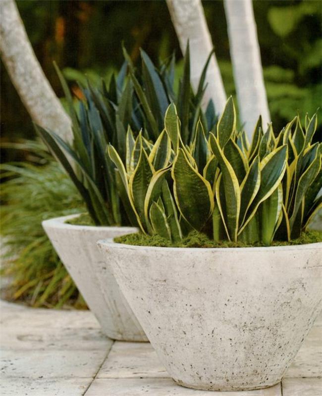 augalas, sugeriantis drėgmę, dvi silkių rūšys dideliuose balto akmens vazonuose, vonios augalas be šviesos, vonios augalas