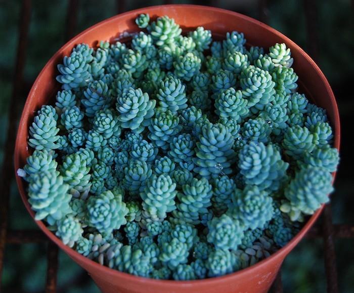 sedum-in-pot-succulent-indoor-succulent-rastline