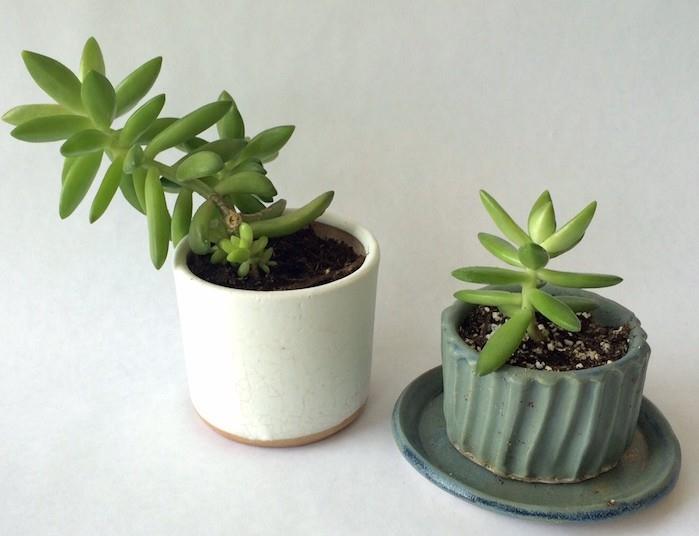 sedum-in-pot-succulents-indoor-succulent-succulent-succulents