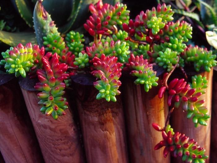 sedum-sukulentai-kambariniai-alavijai-kaktusai-sukulentai