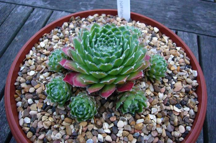 sempervivum-arachnoideum-x-nevadense-houseleek-sukulentinis augalas