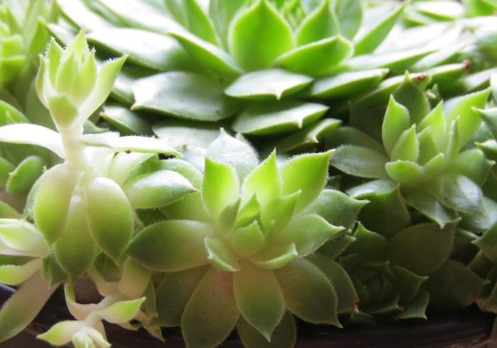 sempervivum-houseleek-sočna rastlina-sočne rastline