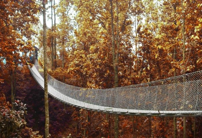 pasirinkite natūralius tapetų tapetus, tilto nuotrauką miške su apelsinmedžiais, rudenišką peizažą tapetams
