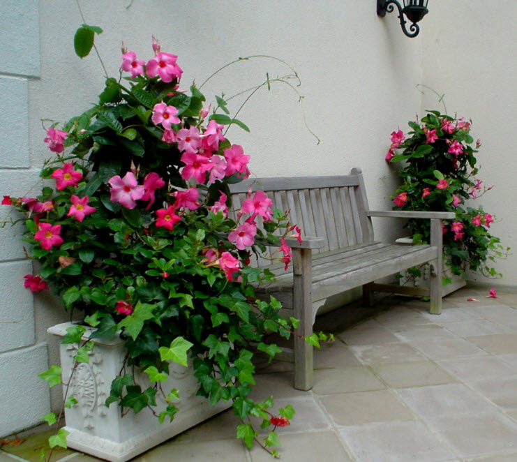 klop v bližini rožnatih cvetov