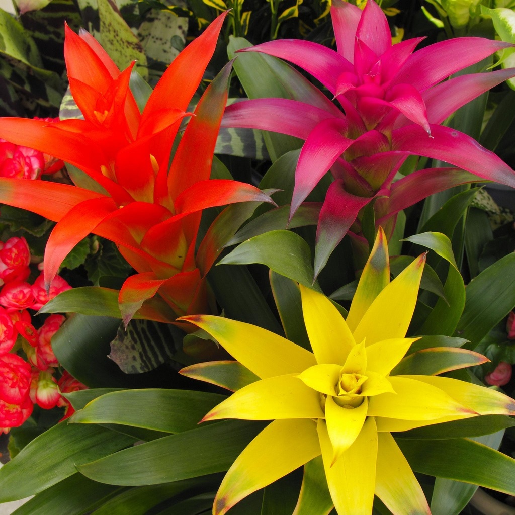 Variedad de matices de guzmania.