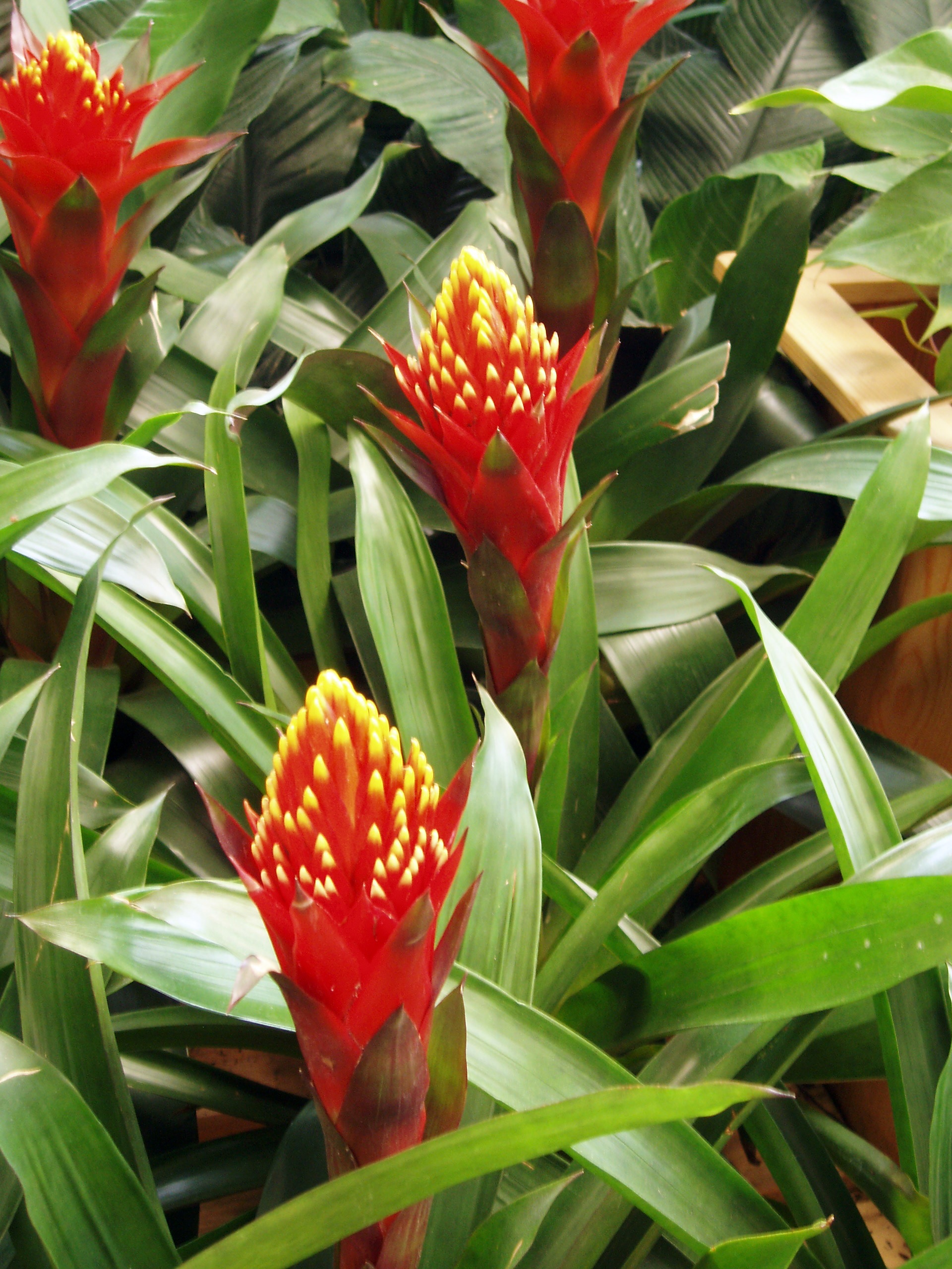 Inflorescencias de Guzmania de tonos rojo-amarillo.