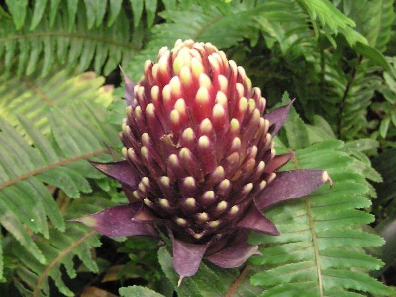 Inflorescencia oscura de guzmania