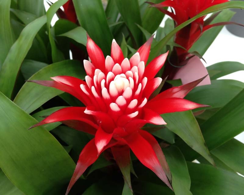 Colores brillantes de guzmania