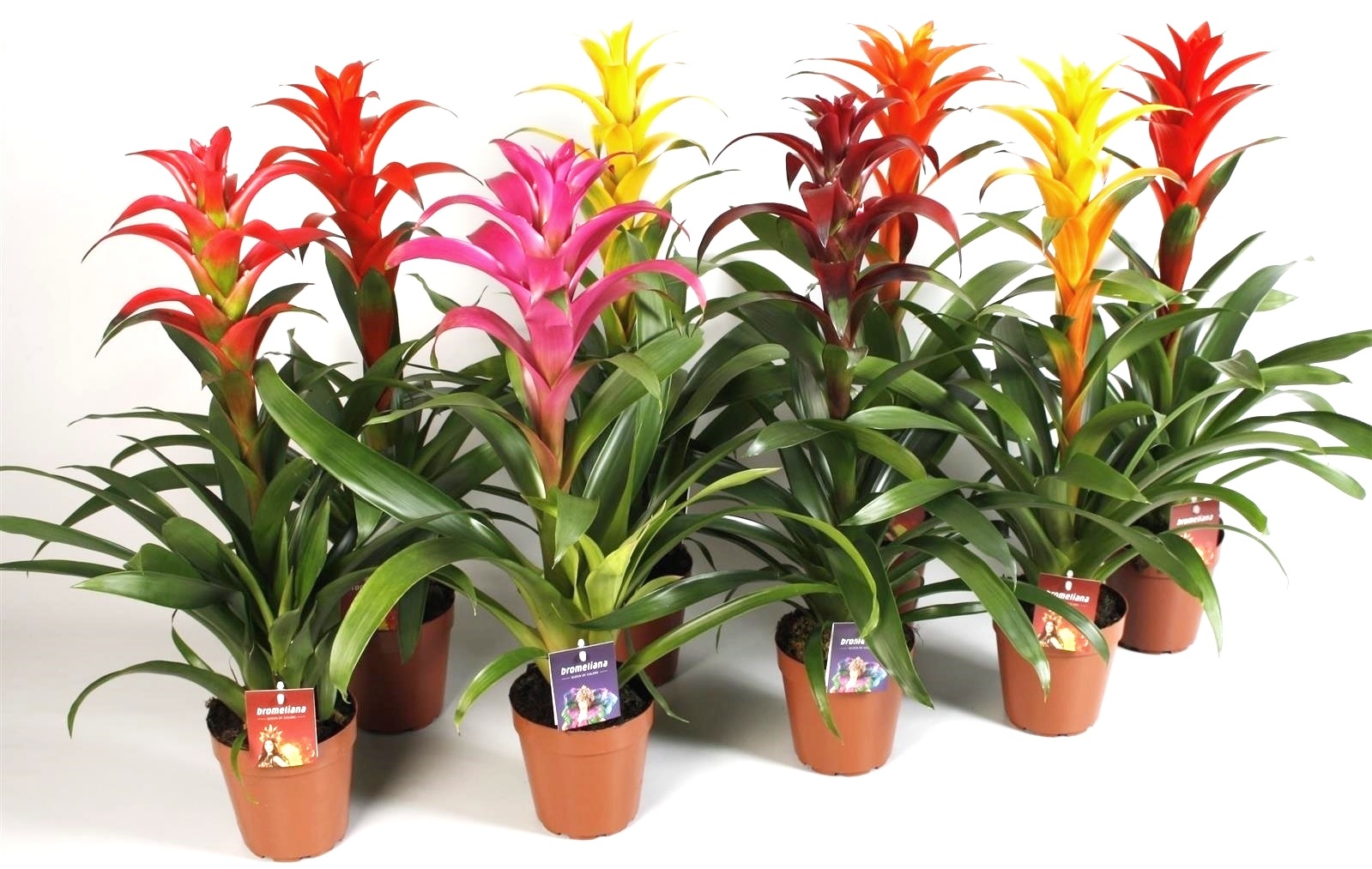 Variedad de colores de Guzmania