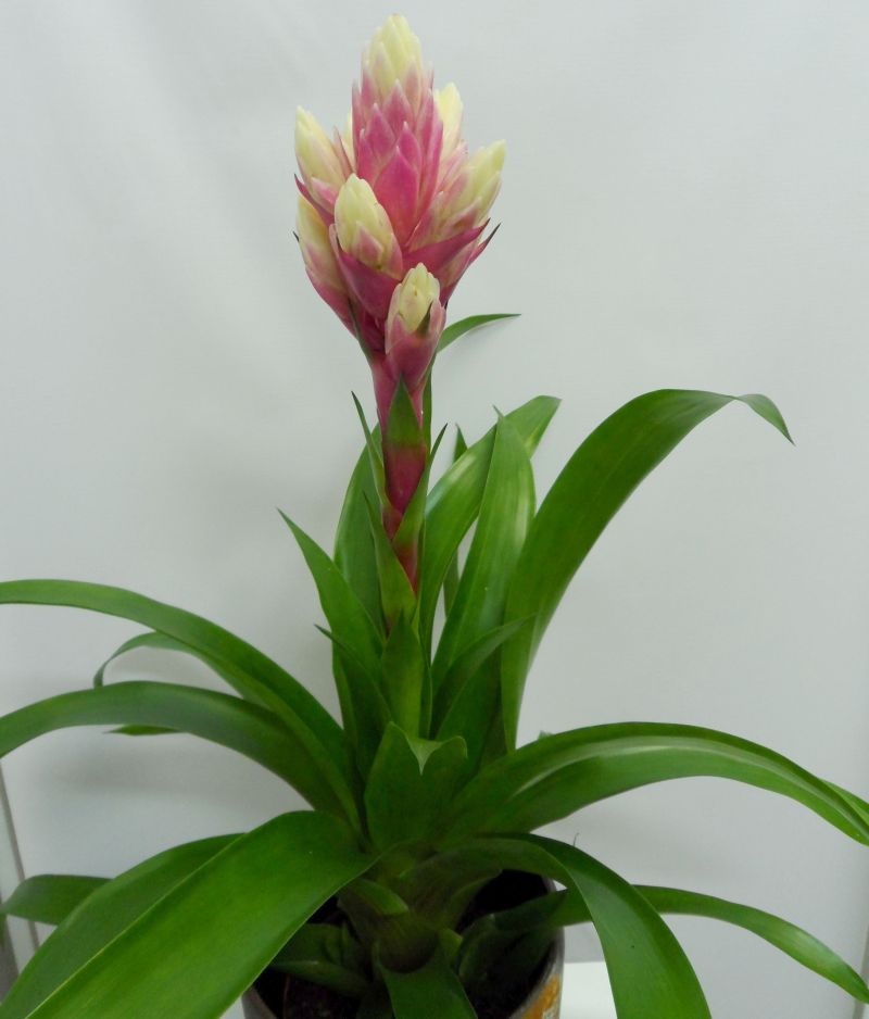 Tonos rosados ​​y blancos de guzmania