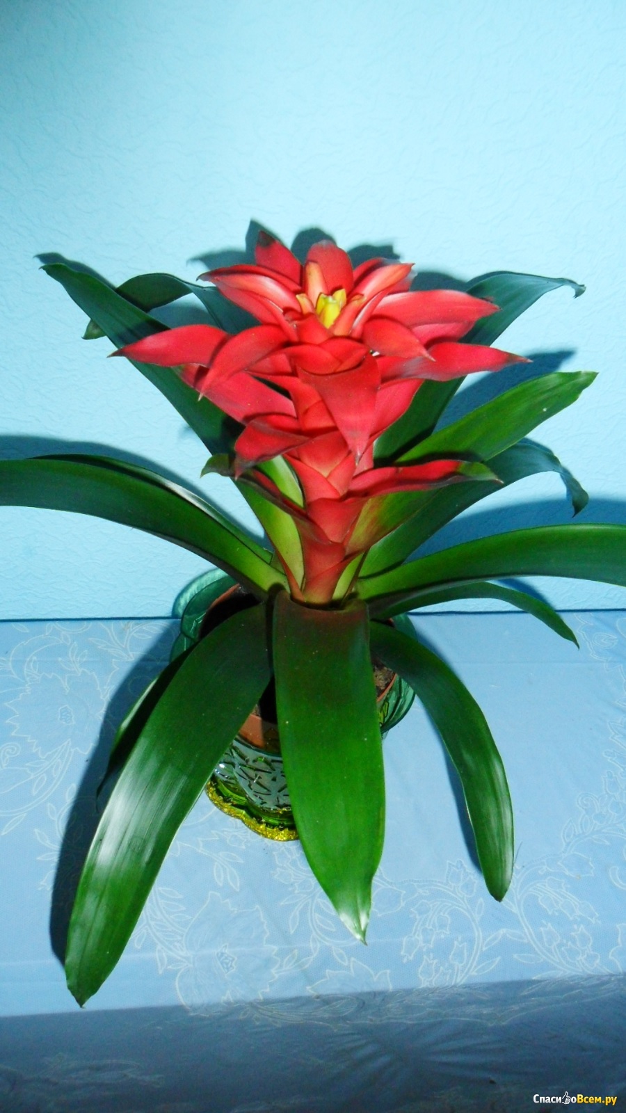 Flor grande de Guzmania