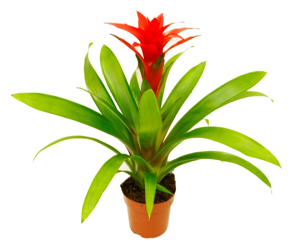 Guzmania en una olla pequeña