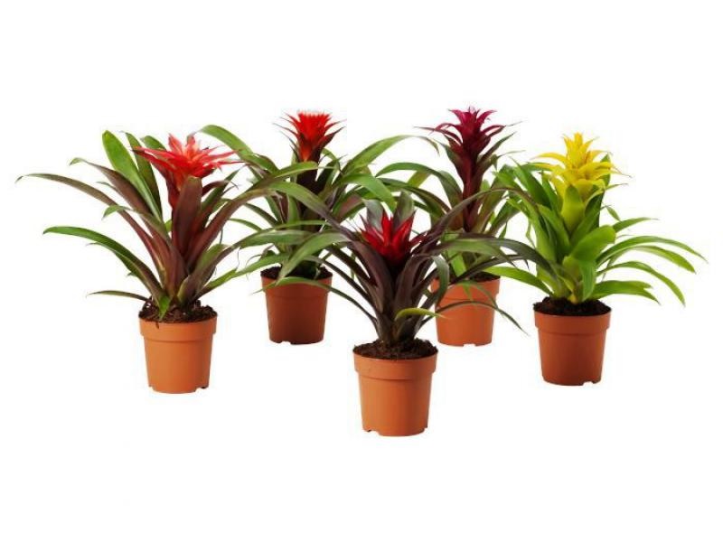 Variedad de elección de tonos de guzmania.