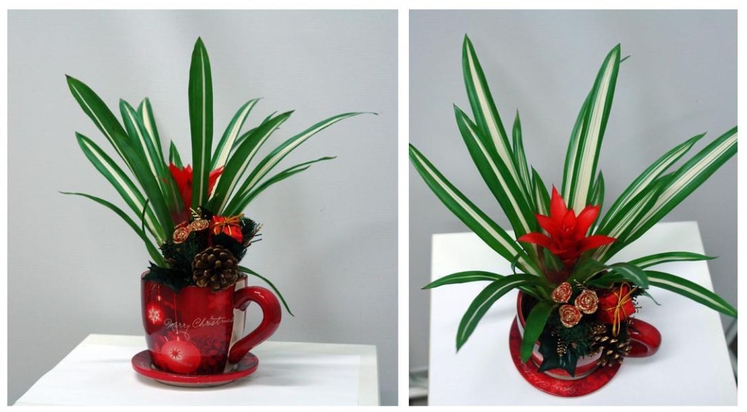 Decoración del hogar con guzmania