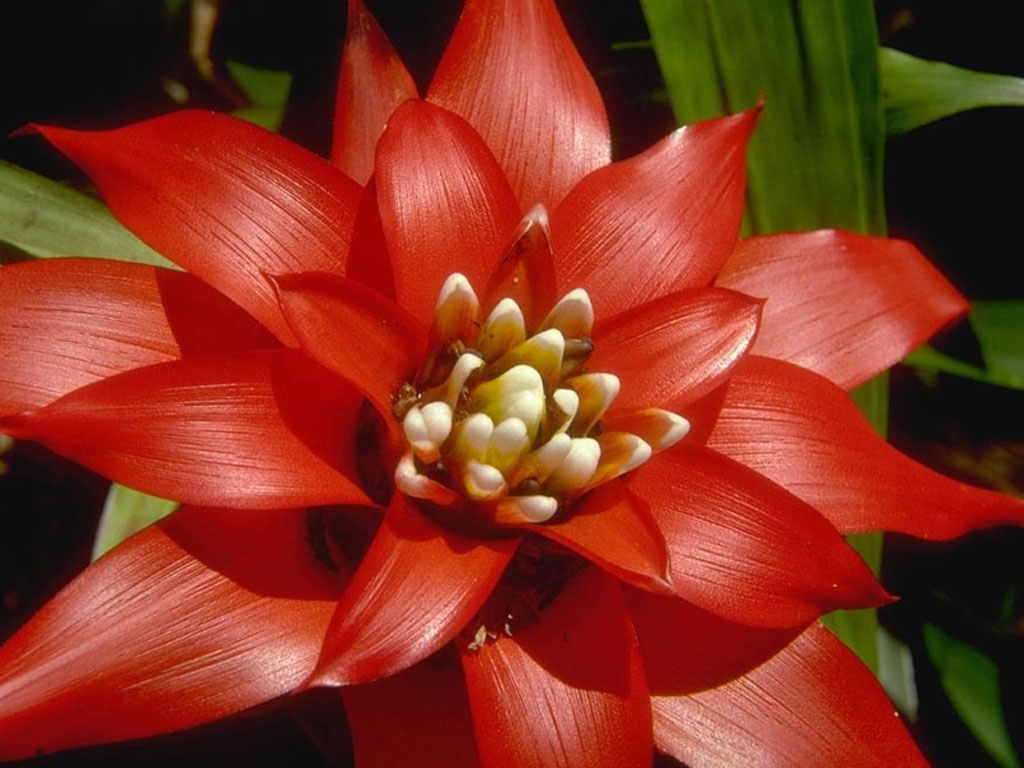 El color rojo brillante de la guzmania