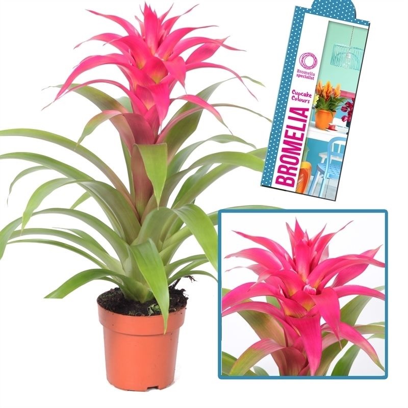 Hojas de guzmania rosa brillante