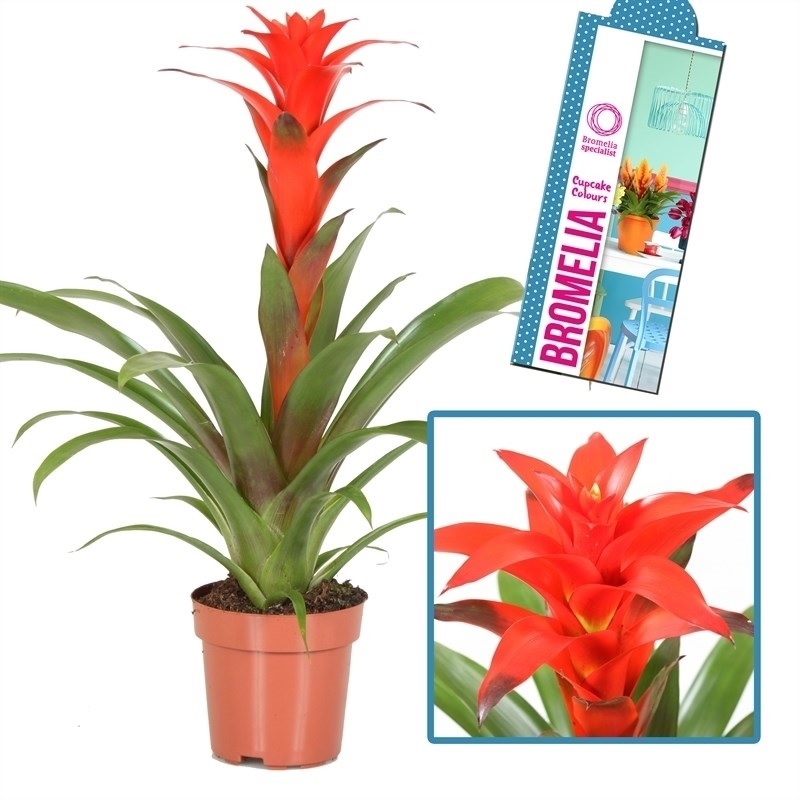 Hojas de guzmania naranja brillante