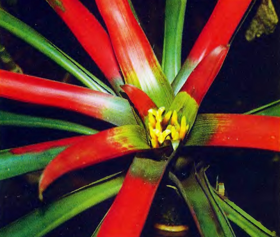 La combinación de verde y rojo en las hojas de la planta.