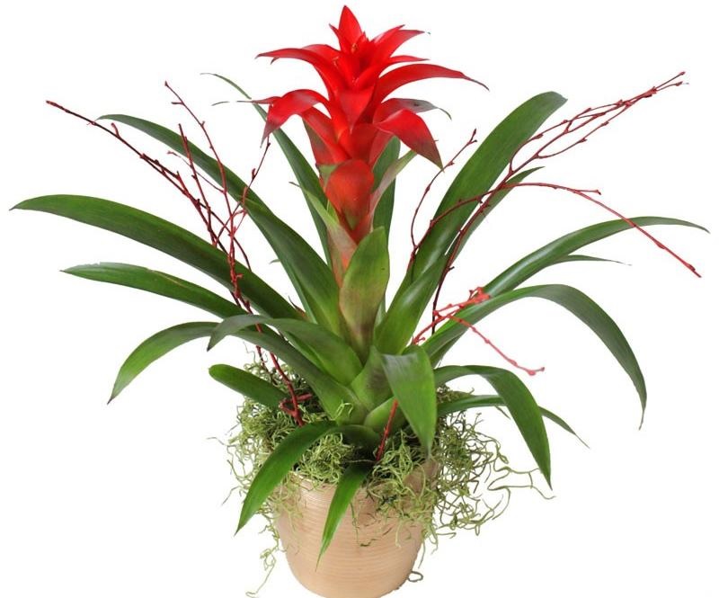 Guzmania inusual con hojas secas