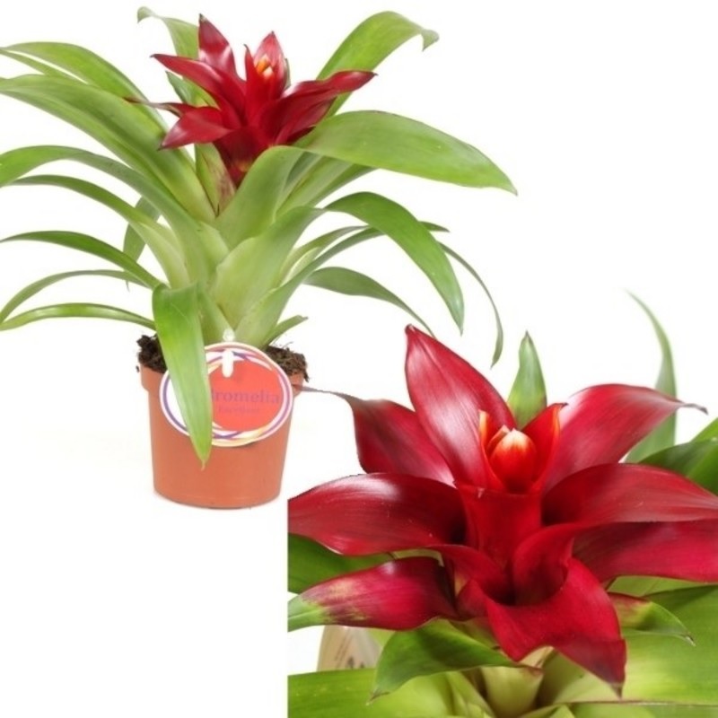 Hojas de guzmania granate