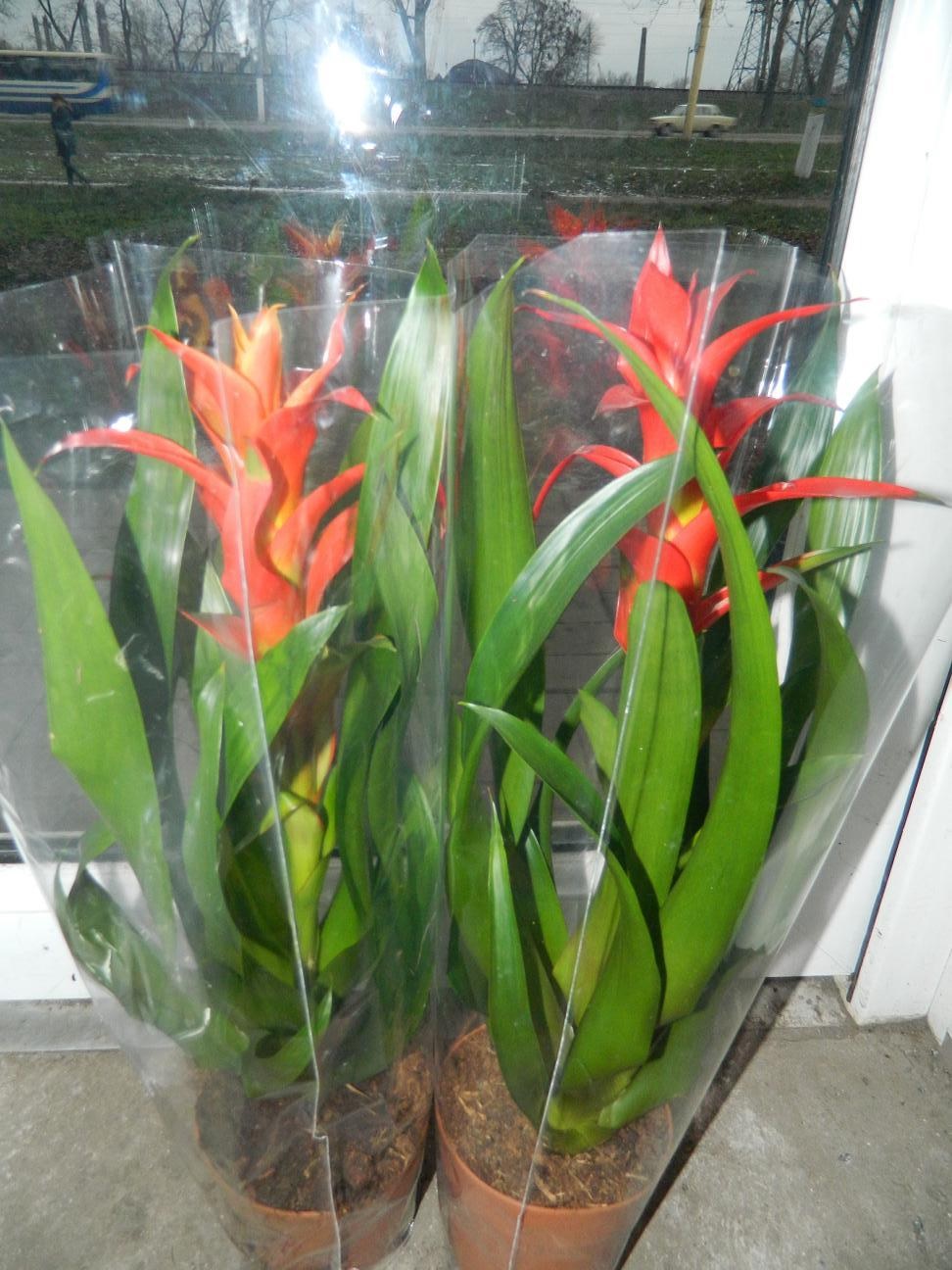 Guzmania naranja envasada