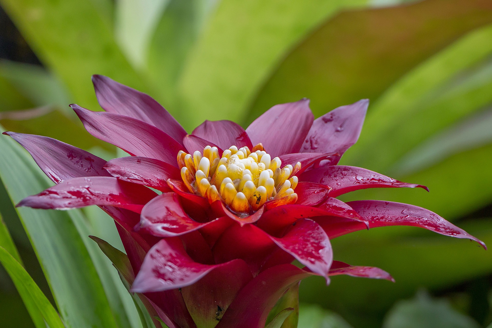 Color burdeos de las hojas de Guzmania.