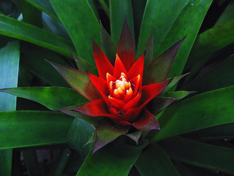 Hojas rojas dentro de guzmania verde