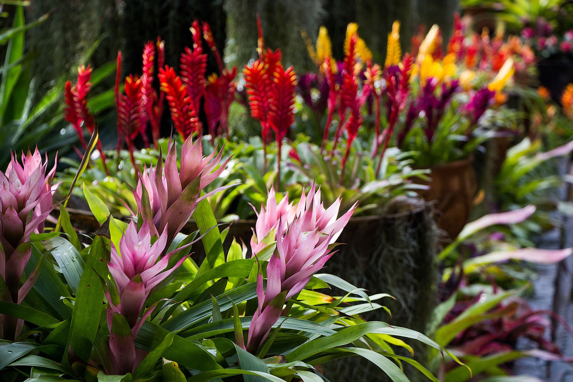 Guzmania rosa pálido