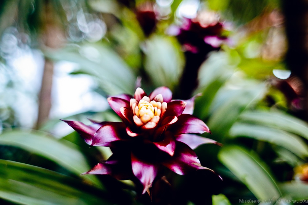 El color oscuro de las hojas de Guzmania