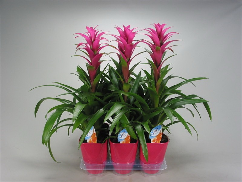 pembe guzmania