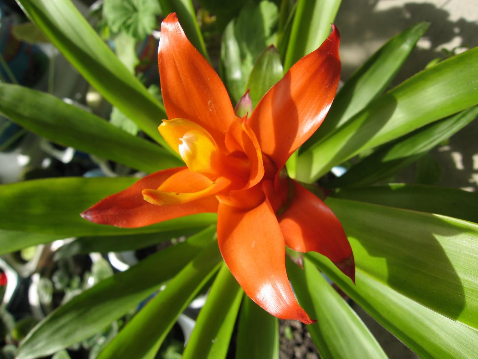 Hojas de guzmania naranja brillante