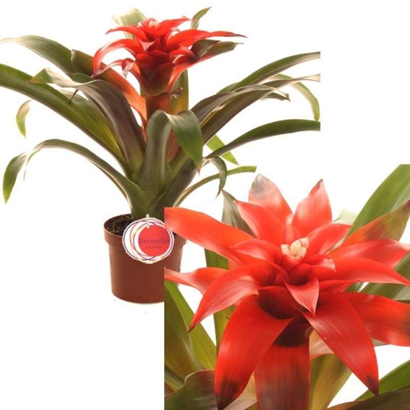 Guzmania naranja para guardar en un apartamento