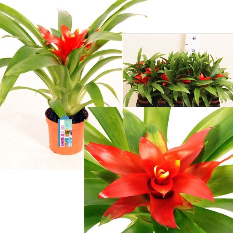 Guzmania con hojas superiores de naranja