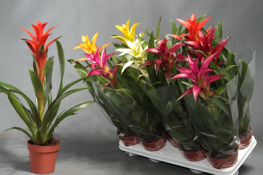 Çok çeşitli guzmania tonları