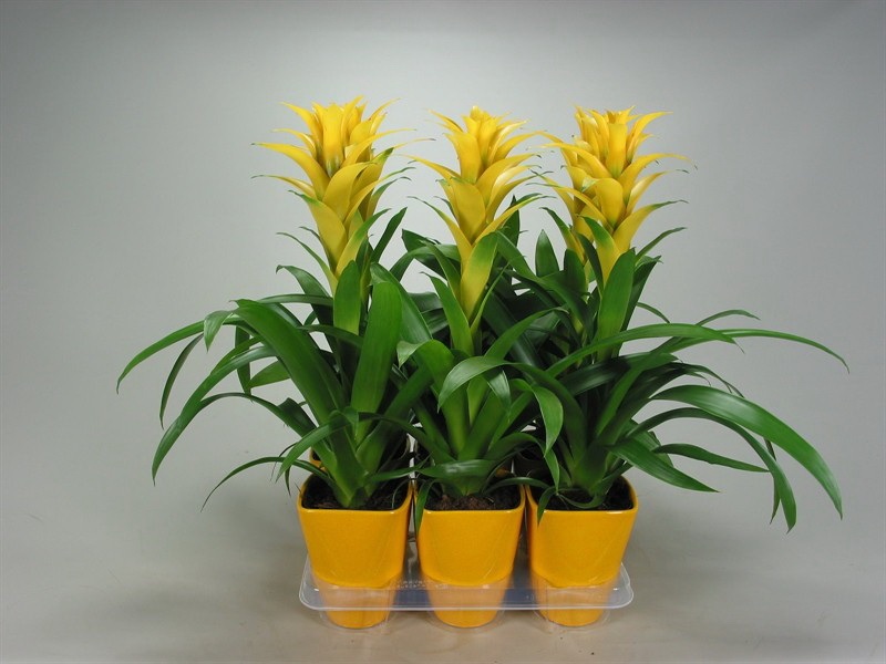 Sarı guzmania