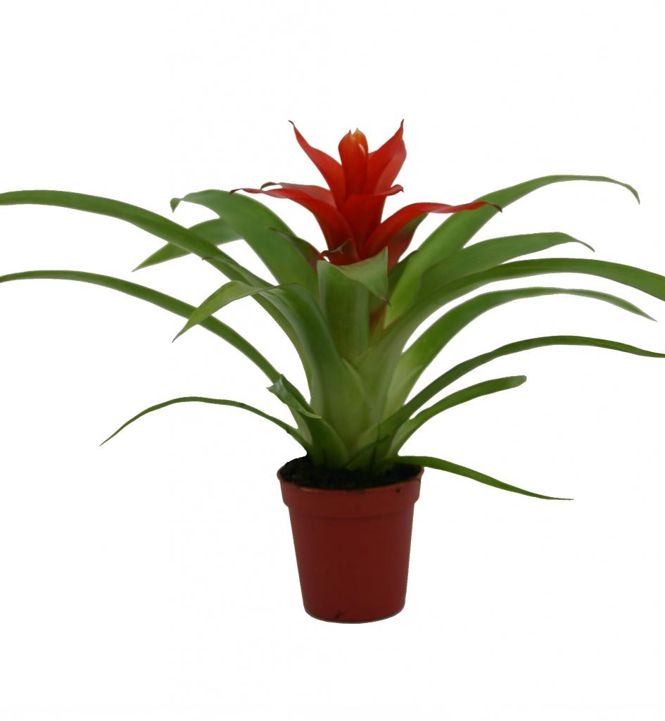 Guzmania rosa oscuro