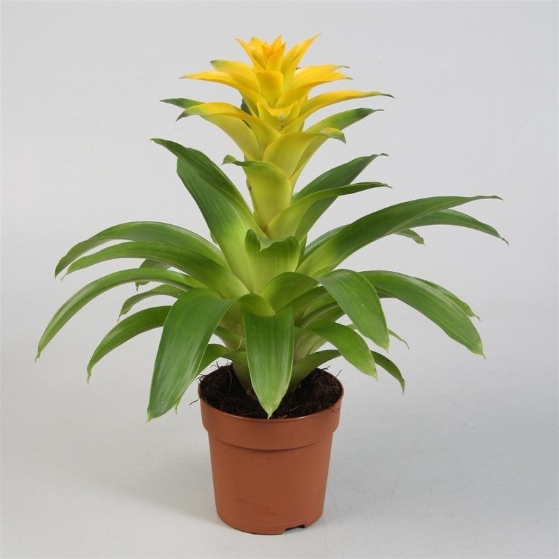 Yemyeşil sarı guzmania