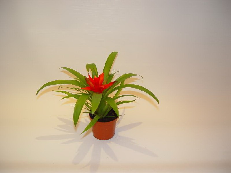 Pequeña guzmania roja