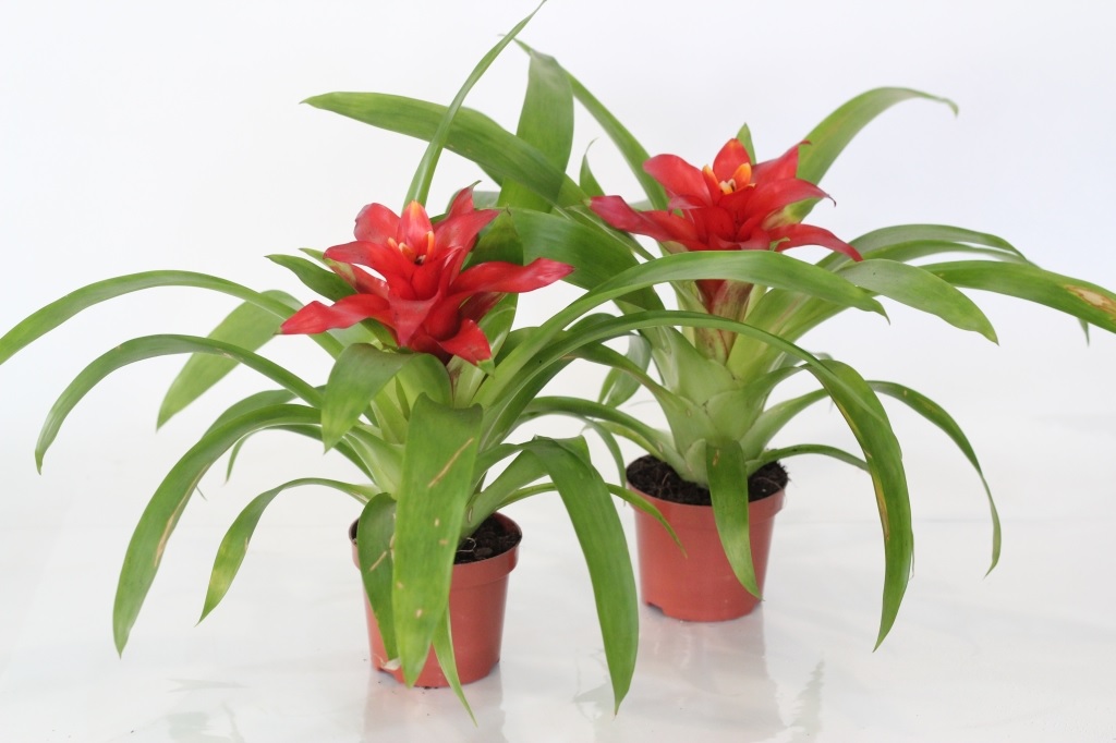 Dos guzmania rojas