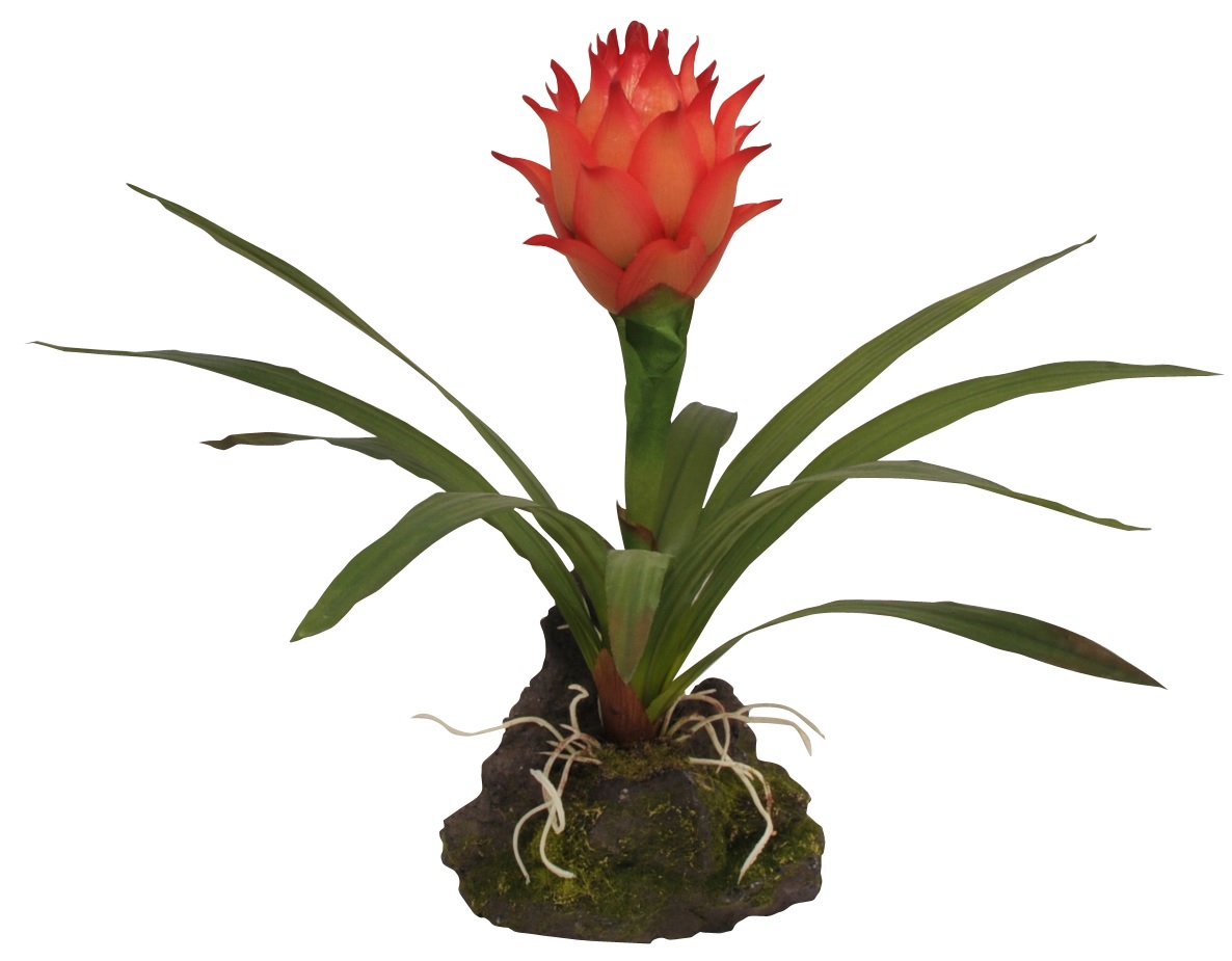 Guzmania con hojas rojas