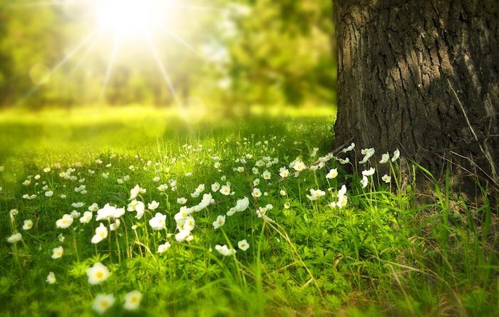 Cvetoče veer polje za ozadje narave, fantastično pokrajinsko ozadje, spomladansko sonce