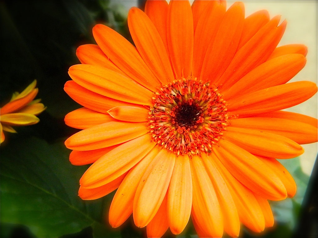 Ryškiai oranžinė gerbera